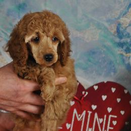Poodle Puppies from Moyen Majestic Embrace Poodles (MOYEN ME)