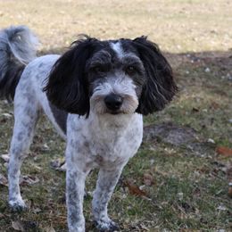 Bernedoodles from Puppy Place