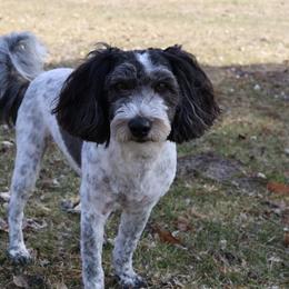 Bernedoodles from Puppy Place