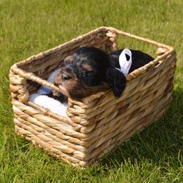 Claire - Black and tan female Cavalier King Charles Spaniel puppy in Resaca, Georgia from Freeman's Royal Cavaliers