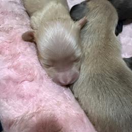 Honey - Cream female Dachshund puppy in Salem, Oregon from Longdox Mini Dachshunds