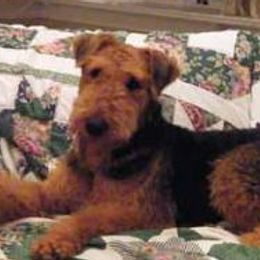 Airedale Terriers and Russell Terriers from Bobcat Terriers