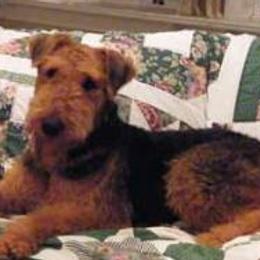 Airedale Terriers and Russell Terriers from Bobcat Terriers