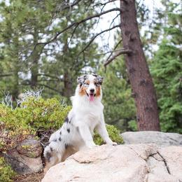 Potter - Blue merle male Australian Shepherd puppy in Lakewood, California from Cloud Nine Kennel