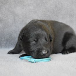 Blue - Black male German Shepherd puppy in Cherryville, North Carolina from Masky Kennel
