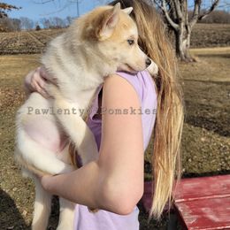 Pomsky Puppies from Paw-lenty of Pomskies