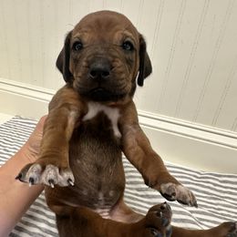 Texie - Rd whtn blk nose female Rhodesian Ridgeback puppy in Montgomery, Texas from Timber Ridge Kennels