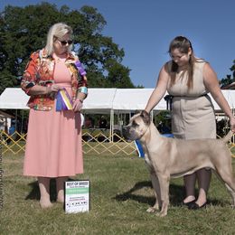 Cane Corso Puppies from Lionheart Cane Corso