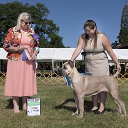 Cane Corso Puppies from Lionheart Cane Corso