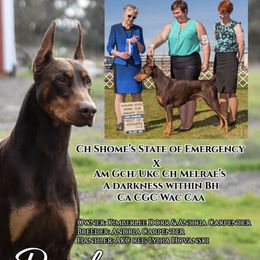 Preacher - Doberman Pinscher