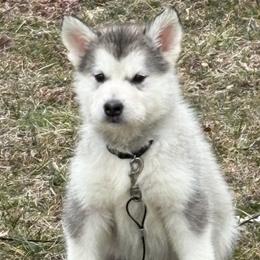 Serious Moonlight - Seal and white female Alaskan Malamute puppy in Easton, Maryland from Stars Howl-O Kennels by FurEver Friends Inc