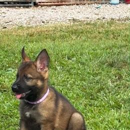 Purple collar female - Sable female German Shepherd puppy in Ann Arbor, Michigan from Von Der Havier German Shepherds