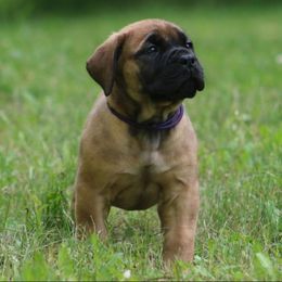 Nani - Fawn female Boerboel puppy in Wasilla, Alaska from Northland Boerboels