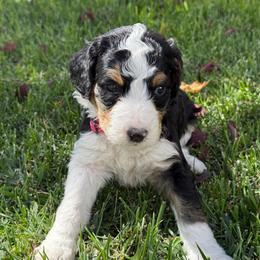 Wednesday - Tri-color female Bernedoodle puppy in Springville, Utah from Oodles of Bernedoodles