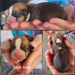 Boy 2 - Sable male Pembroke Welsh Corgi puppy in Odessa, Missouri from LOYAL T K9's CORGIS