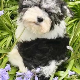 Havanese from Washington Havanese