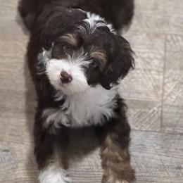 Bernedoodle, Goldendoodle, and Golden Mountain Doodle Puppies from Magic Valley Family Doodles