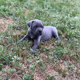 Pink collar - Gray female Cane Corso puppy in Opelousas, Louisiana from Azelees Cane Corso