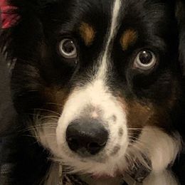 sissy - Miniature Australian Shepherd