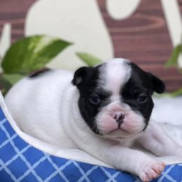 Cane Corso and French Bulldogs from Jens Den