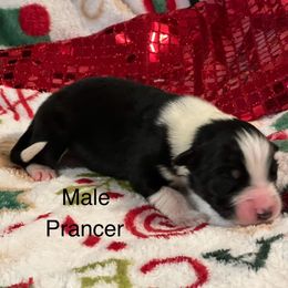 Prancer - Black tri-color male Australian Shepherd puppy in Howardsville, Virginia from Spectacular Aussies and Cavaliers