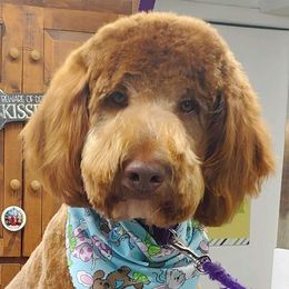 Major - Goldendoodle