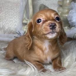 Cullen - Red male Dachshund puppy in Washburn, Tennessee from Clinch Mountain Dachshunds