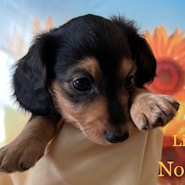 Dachshund Puppies from GretaLo Dachshunds