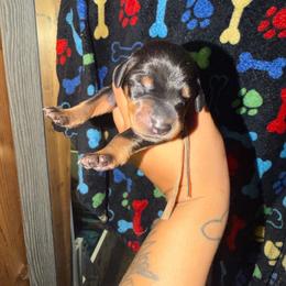 White Collar - Black and rust female Doberman Pinscher puppy in Canton, Ohio from Aaliyah’s Dobies