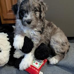 Aussiedoodle Puppies from Ridgeview Aussiedoodles