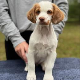 Green Girl - Orange and white female Brittany puppy in Milner, Georgia from Hi-Hope Kennel