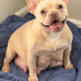 Deena - French Bulldog