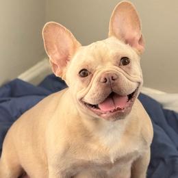 Deena - French Bulldog