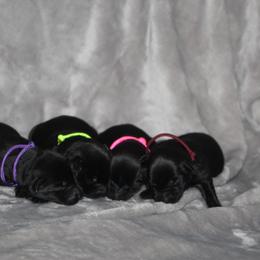 Girl 1 - Black female Labrador Retriever puppy in Four Oaks, North Carolina from TLC Retrievers