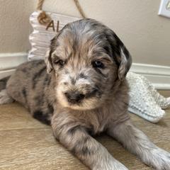 Aussiedoodle and Double Doodle Puppies from Amazing Aussiedoodle and Double Doodles