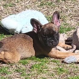 Mally - Fawn male French Bulldog puppy in Ardmore, Oklahoma from Big Ox Bulldogs