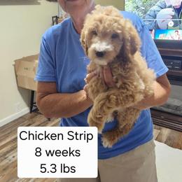 White collar Patsy - Apricot female Goldendoodle puppy in Fairmount, Indiana from Capens' Doodles,Poodles and Poo's