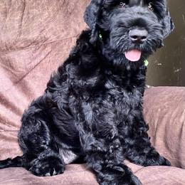 Girl 2 - Black female Black Russian Terrier puppy in Oklahoma from Ter’Avalon Kennel