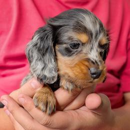 Mika - Dapple female Dachshund puppy in Danbury, New Hampshire from Maplewood Mountain Farm