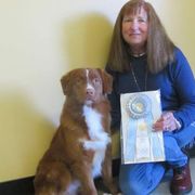 Nova Scotia Duck Tolling Retriever All Grown Up from Dtails Tollers