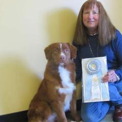 Nova Scotia Duck Tolling Retriever All Grown Up from Dtails Tollers