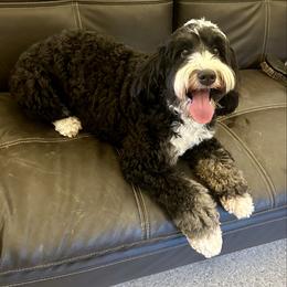 Lila - Bernedoodle