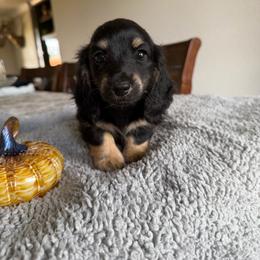 Alice - Black and cream female Dachshund puppy in Molino, Florida from Dooney's Dachshunds