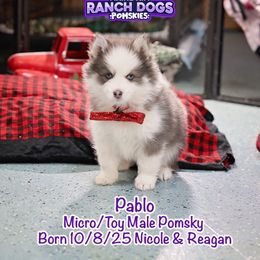 Pablo - Blue male Pomsky puppy in Humeston, Iowa from M.A.R. Dogs
