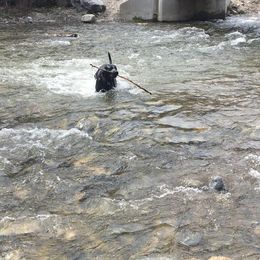 Labrador Retriever All Grown Up from Rocky Mountain Dogs - Utah