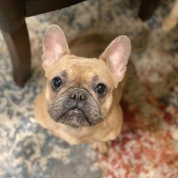 Hazel Mae - French Bulldog