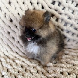 Nicole - Orange sable female Pomeranian puppy in Saginaw, Michigan from O'My Heart Pomeranians