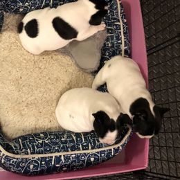 French Bulldog Puppies from Color Me Pied Frenchies