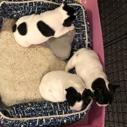 French Bulldog Puppies from Color Me Pied Frenchies