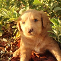 Abby - Gold female Labradoodle puppy in Apache Junction, Arizona from Loving Doodle